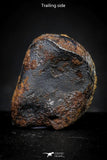 21411 - Taza (NWA 859) Iron Ungrouped Plessitic Octahedrite Meteorite 5.4g ORIENTED