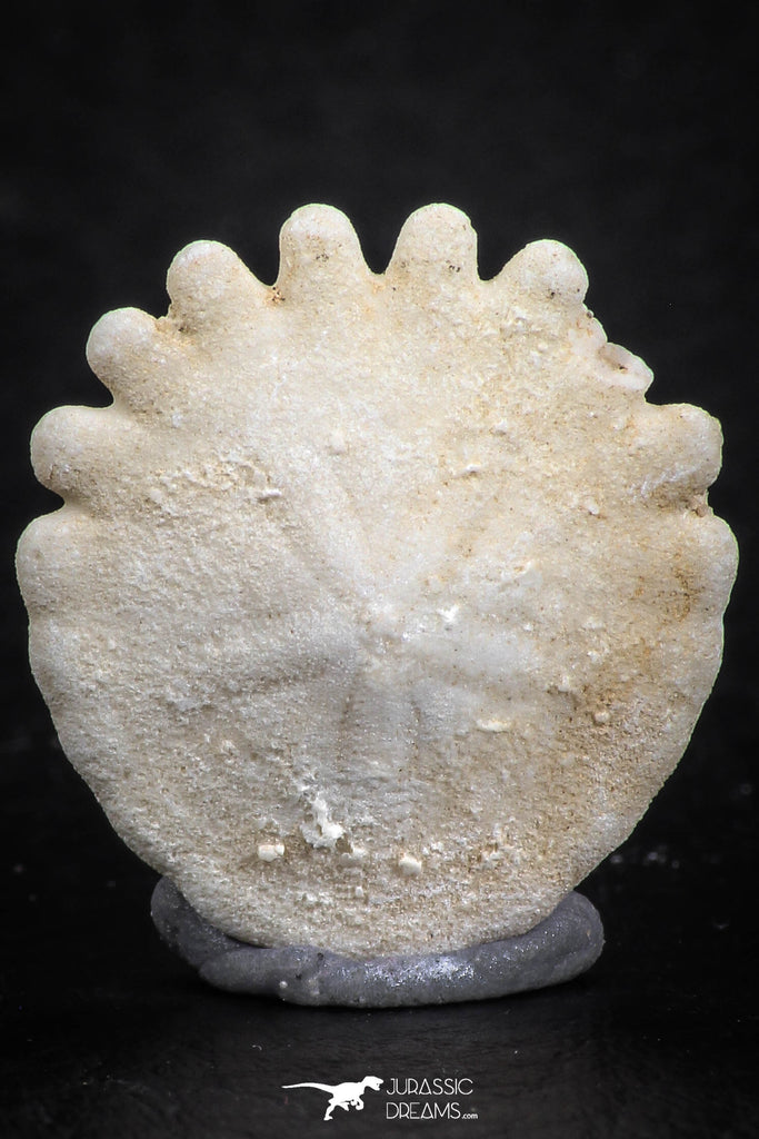 07475 - Top Beautiful 0.84 Inch Heliophora orbicularis (Urchin) Upper Pliocene