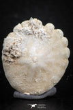 07476 - Top Beautiful 0.91 Inch Heliophora orbicularis (Urchin) Upper Pliocene