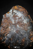 21412 - Taza (NWA 859) Iron Ungrouped Plessitic Octahedrite Meteorite 3.4g ORIENTED