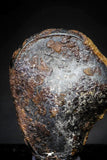 21413 - Taza (NWA 859) Iron Ungrouped Plessitic Octahedrite Meteorite 3g ORIENTED