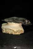 30282 - Finest Quality 4.22 Inch  Zlichovaspis rugosa Lower Devonian Trilobite