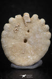 07477 - Top Beautiful 0.85 Inch Heliophora orbicularis (Urchin) Upper Pliocene