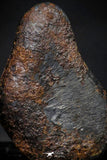 21414 - Taza (NWA 859) Iron Ungrouped Plessitic Octahedrite Meteorite 2.1g ORIENTED