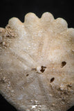 07478 - Top Beautiful 0.81 Inch Heliophora orbicularis (Urchin) Upper Pliocene
