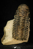 30283 - Gorgeous 3.44 Inch Crotalocephalina (Crotalocephalus) gibbus Lower Devonian Trilobite