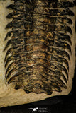 30283 - Gorgeous 3.44 Inch Crotalocephalina (Crotalocephalus) gibbus Lower Devonian Trilobite