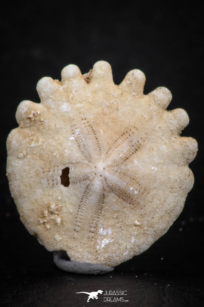 07479 - Top Beautiful 0.85 Inch Heliophora orbicularis (Urchin) Upper Pliocene