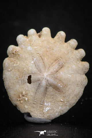 07479 - Top Beautiful 0.85 Inch Heliophora orbicularis (Urchin) Upper Pliocene