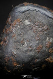 21415 - Taza (NWA 859) Iron Ungrouped Plessitic Octahedrite Meteorite 3.7g ORIENTED