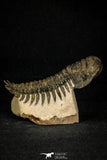 30283 - Gorgeous 3.44 Inch Crotalocephalina (Crotalocephalus) gibbus Lower Devonian Trilobite