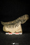 30283 - Gorgeous 3.44 Inch Crotalocephalina (Crotalocephalus) gibbus Lower Devonian Trilobite