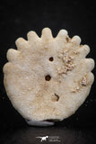 07479 - Top Beautiful 0.85 Inch Heliophora orbicularis (Urchin) Upper Pliocene