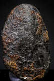 21417 - Taza (NWA 859) Iron Ungrouped Plessitic Octahedrite Meteorite 1.5g ORIENTED