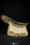 30283 - Gorgeous 3.44 Inch Crotalocephalina (Crotalocephalus) gibbus Lower Devonian Trilobite