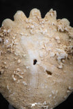 07480 - Top Beautiful 0.81 Inch Heliophora orbicularis (Urchin) Upper Pliocene