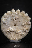 07480 - Top Beautiful 0.81 Inch Heliophora orbicularis (Urchin) Upper Pliocene