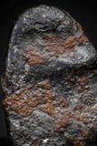 21417 - Taza (NWA 859) Iron Ungrouped Plessitic Octahedrite Meteorite 1.5g ORIENTED