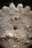 07480 - Top Beautiful 0.81 Inch Heliophora orbicularis (Urchin) Upper Pliocene
