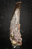 07481 - Beautiful 1.31 Inch Pterosaur (Coloborhynchus) Tooth Cretaceous KemKem