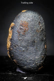 21419 - Taza (NWA 859) Iron Ungrouped Plessitic Octahedrite Meteorite 2.3g ORIENTED