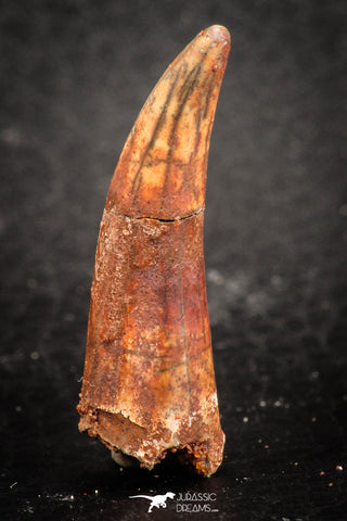 07482 - Top Rare 1.27 Inch Aidachar pankowskii Predatory Fish Tooth