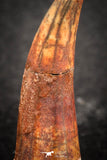 07482 - Top Rare 1.27 Inch Aidachar pankowskii Predatory Fish Tooth