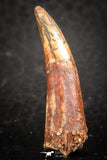 07482 - Top Rare 1.27 Inch Aidachar pankowskii Predatory Fish Tooth