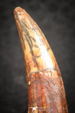 07482 - Top Rare 1.27 Inch Aidachar pankowskii Predatory Fish Tooth