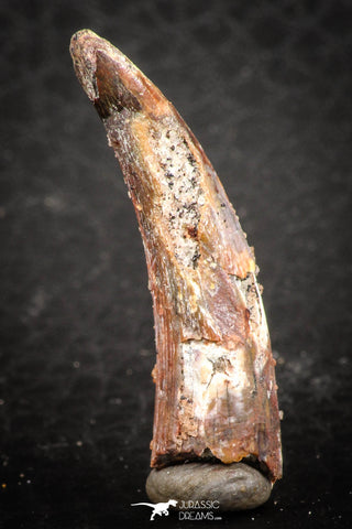 07483 - Top Beautiful 1.23 Inch Pterosaur (Coloborhynchus) Tooth Cretaceous KemKem