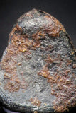 21421 - Taza (NWA 859) Iron Ungrouped Plessitic Octahedrite Meteorite 0.5g ORIENTED
