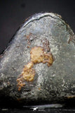 21421 - Taza (NWA 859) Iron Ungrouped Plessitic Octahedrite Meteorite 0.5g ORIENTED