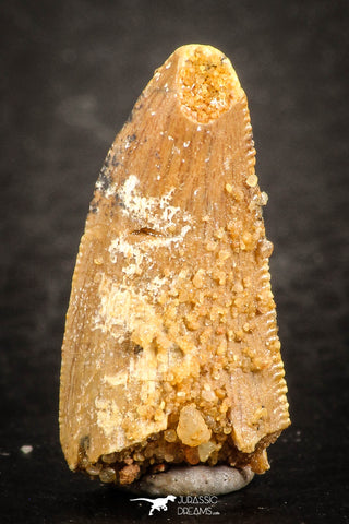 07485 - Beautiful 0.85 Inch Serrated Abelisaur Dinosaur Tooth Cretaceous KemKem Beds