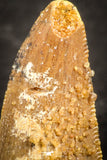 07485 - Beautiful 0.85 Inch Serrated Abelisaur Dinosaur Tooth Cretaceous KemKem Beds