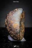 21423 - Taza (NWA 859) Iron Ungrouped Plessitic Octahedrite Meteorite 1.2g ORIENTED