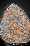 21423 - Taza (NWA 859) Iron Ungrouped Plessitic Octahedrite Meteorite 1.2g ORIENTED