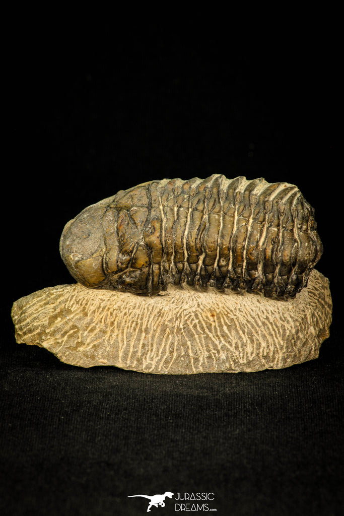 30286 - Gorgeous 2.86 Inch Crotalocephalina (Crotalocephalus) gibbus Lower Devonian Trilobite