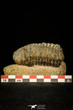 30286 - Gorgeous 2.86 Inch Crotalocephalina (Crotalocephalus) gibbus Lower Devonian Trilobite