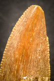 07486 - Top Beautiful 0.87 Inch Serrated Abelisaur Dinosaur Tooth Cretaceous KemKem Beds