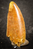 07486 - Top Beautiful 0.87 Inch Serrated Abelisaur Dinosaur Tooth Cretaceous KemKem Beds