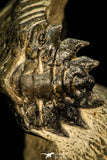 30286 - Gorgeous 2.86 Inch Crotalocephalina (Crotalocephalus) gibbus Lower Devonian Trilobite