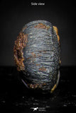 21424 - Taza (NWA 859) Iron Ungrouped Plessitic Octahedrite Meteorite 0.7g ORIENTED