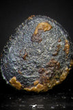 21424 - Taza (NWA 859) Iron Ungrouped Plessitic Octahedrite Meteorite 0.7g ORIENTED