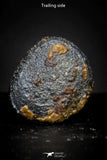 21424 - Taza (NWA 859) Iron Ungrouped Plessitic Octahedrite Meteorite 0.7g ORIENTED