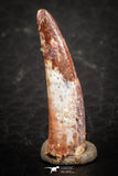 07487 - Top Beautiful 0.82 Inch Pterosaur (Coloborhynchus) Tooth Cretaceous KemKem