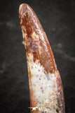 07487 - Top Beautiful 0.82 Inch Pterosaur (Coloborhynchus) Tooth Cretaceous KemKem