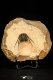 30287 - Outstanding 3.18 Inch Kettneraspis prescheri (Long Occipital Horn) Lower Devonian Trilobite