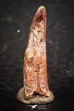 07487 - Top Beautiful 0.82 Inch Pterosaur (Coloborhynchus) Tooth Cretaceous KemKem