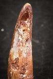 07487 - Top Beautiful 0.82 Inch Pterosaur (Coloborhynchus) Tooth Cretaceous KemKem