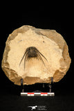 30287 - Outstanding 3.18 Inch Kettneraspis prescheri (Long Occipital Horn) Lower Devonian Trilobite
